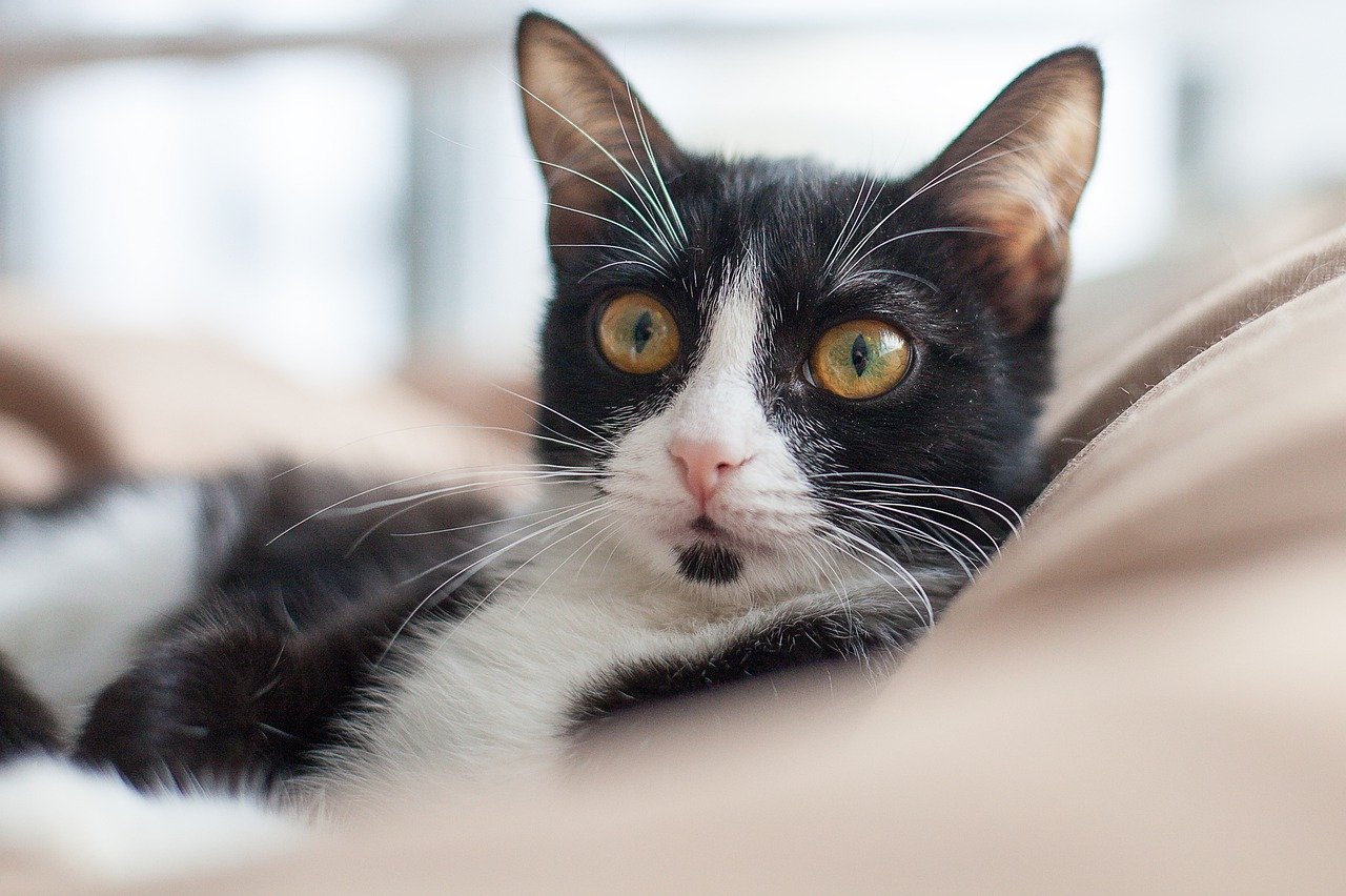 Patologia Veterinária Especial de Cães e Gatos