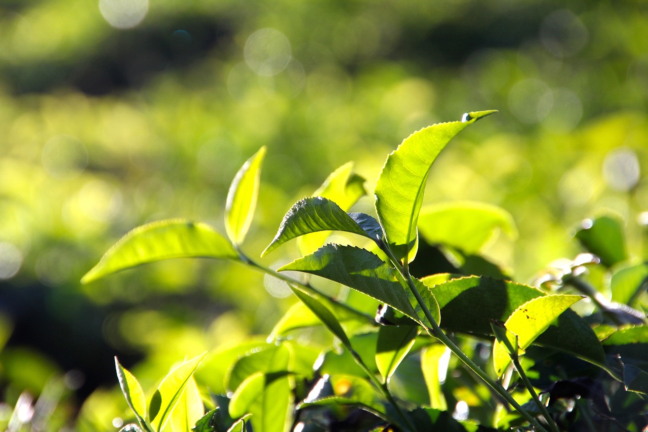 Controle de Pragas e Agrotóxicos