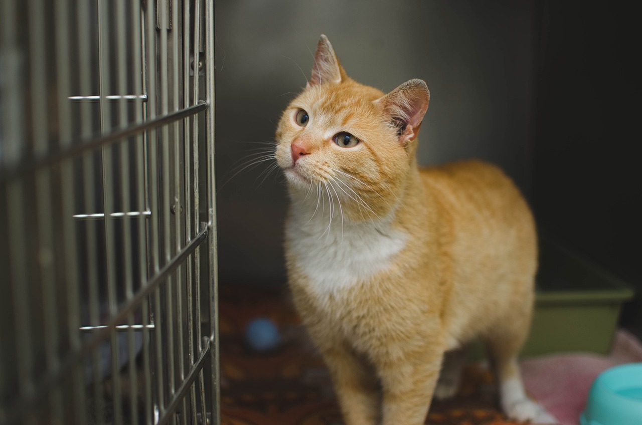Cuidados Clínicos no Pós-operatório de Cães e Gatos